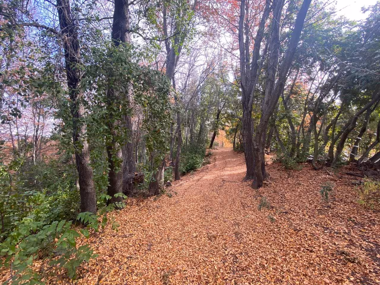 casa en medio del Bosque